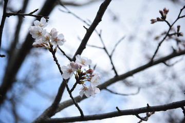 桜