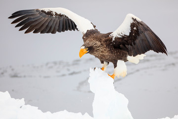 Steller's sea eagle on drift ice