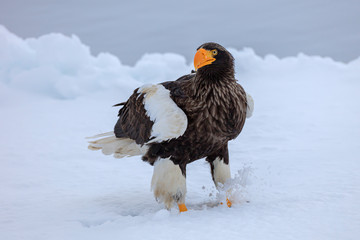 Steller's sea eagle on drift ice