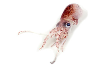 Little cuttlefish - obrazy, fototapety, plakaty