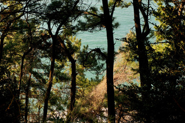 ocean in the forest