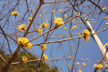 yellow spring flower