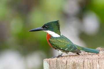 Green Kingfisher perched on branch in Pantanal Wetland, Brazil