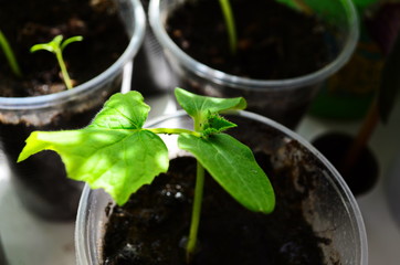 Cucumbers seedling potted on the window