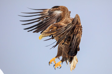 White-tailed eagle flying over ice floe