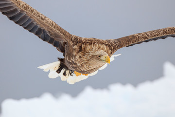 White-tailed eagle flying over ice floe