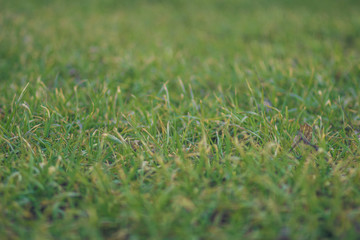 Spring green grass on a wide Russian field
