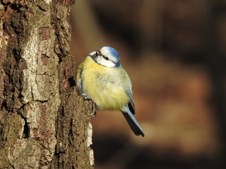 Blue tit