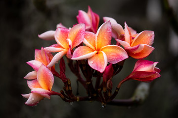 Fototapeta premium Beautiful Frangipani flowers in the garden,select focus.