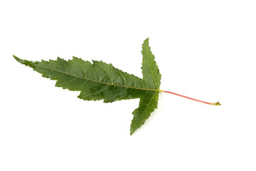 River maple leaf. Amur maple (Acer ginnala)