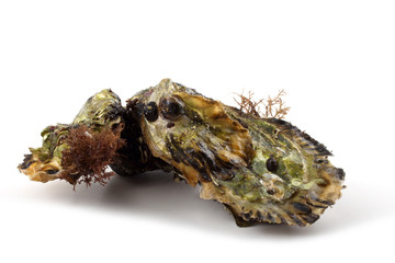 Two oysters on stone