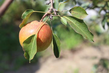 Growing pear