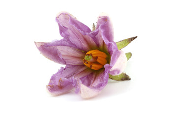 Aubergine flower