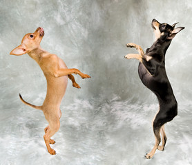 Russian toy terrier, two adorable little puppies standing together