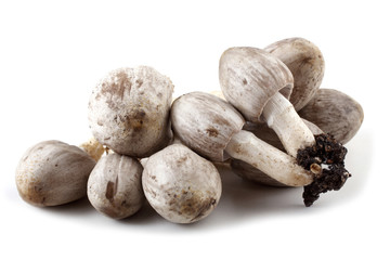 Coprinopsis atramentaria. Inky cap