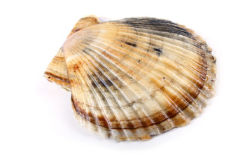 Scallop
