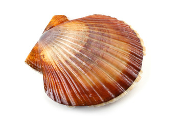 Scallop