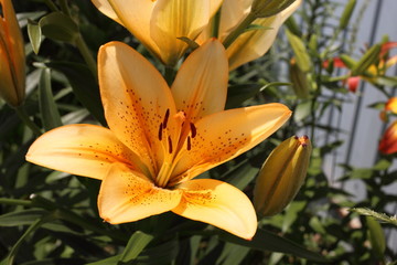 Cream color lily