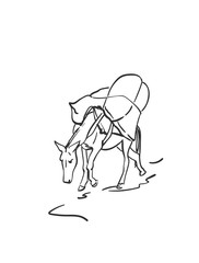 Mule is carrying load on his back, This type of cargo transport widely used in himalayas, Vector sketch, Hand drawn linear illustration