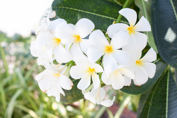 White Plumeria, Frangipani or Temple Tree bloom on tree on blur nature  background.
