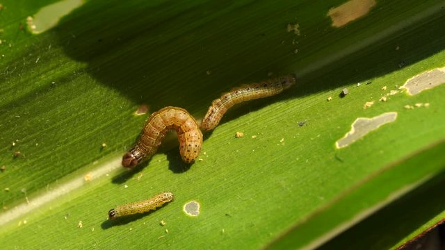 The fall armyworm (Spodoptera frugiperda) is a species in the order of Lepidoptera and is the larval life stage of a fall armyworm moth.