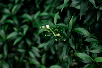 Naklejka na ściany i meble Leaves and flowers of Gardenia jasminoides.