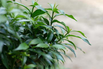 Leaves of Gardenia jasminoides.