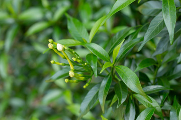 Leaves and flowers  of Gardenia jasminoides.