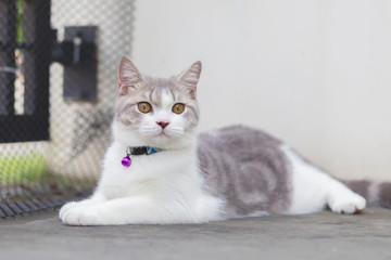 Fototapeta premium Scottish Fold kittens are sitting on cement floor. Portrait of the kittens are looking at the camera.