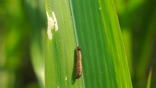 The fall armyworm (Spodoptera frugiperda) is a species in the order of Lepidoptera and is the larval life stage of a fall armyworm moth.
