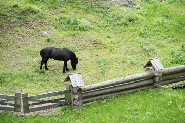 Lone thoroughbred horse grazes in meadow with fenced wooden fence.