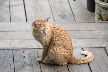 Red cat with wounded ear on wooden doorstep at home.