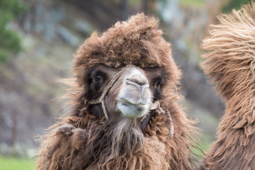 Bactrian camel with warm coat.