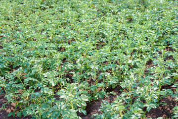 Green ears of planted potatoes on the field.