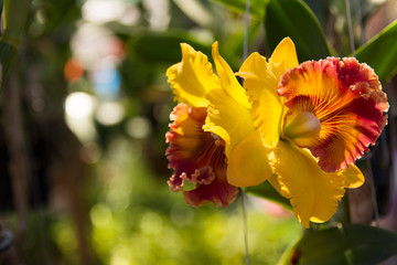 yellow flowers in the garden