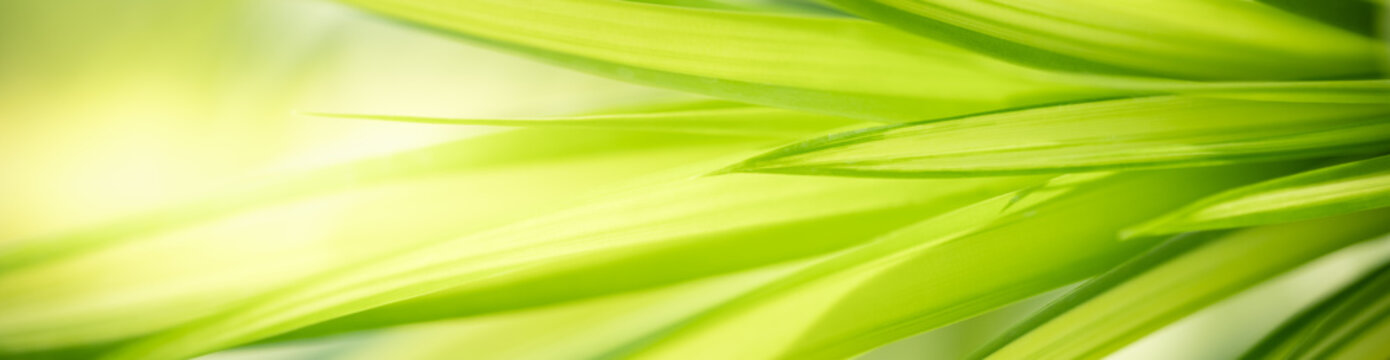 Nature of green leaf in garden at summer. Natural green leaves plants using as spring background cover page greenery environment ecology wallpaper