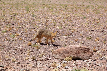Pampas fox at the Salar of Arizaro at the Puna de Atacama, Argentina