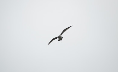 Fototapeta na wymiar A seagull flying in a grey sky.