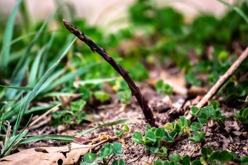 Asparagus acutifolius o Espárrago triguero en su habitat