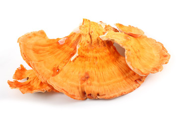 Chicken mushroom