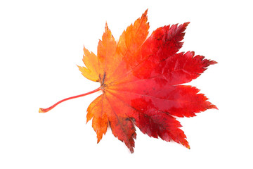 Multicolor maple autumn leaf