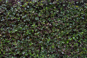 Colorful leaves used a leaf background. Dark green contrast with light green makes it look fresh. Small branch shrub together many branches. Build into wall used as fences and decorations in garden.
