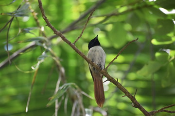 Black Paradise Flycatcher