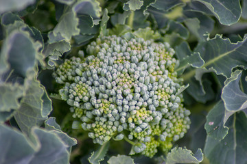 Broccoli flower growing in the garden, green leaves, Canola, vegetable rich in vitamins and carotene