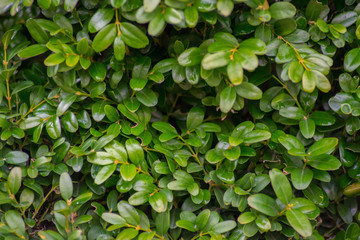 Fototapeta na wymiar Boxwood or Buxus sempervirens bush in the garden, decorative plant, close-up texture of green leaves, evergreen shrub, natural pattern