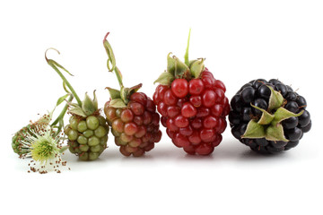 Blackberries. Different stages. From flower to ripen berry.