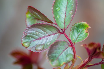Beautiful details of fresh green and red rose flower leaves, bush, rose leaf surface with water drops, wet foliage