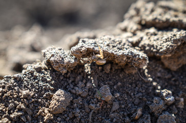 crab spider on the ground. selective focus.