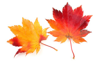 Two multicolor autumn leaves