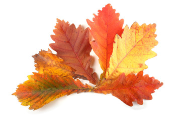 Autumn different color oak leaves